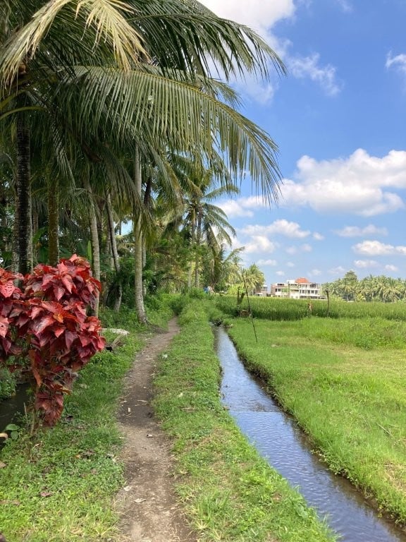 Small creek next to a dirt path and palm trees