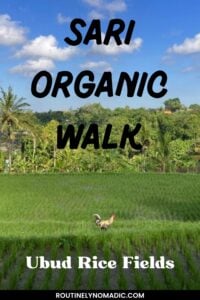 Sari Organic Walk pin with rice fields and a rooster