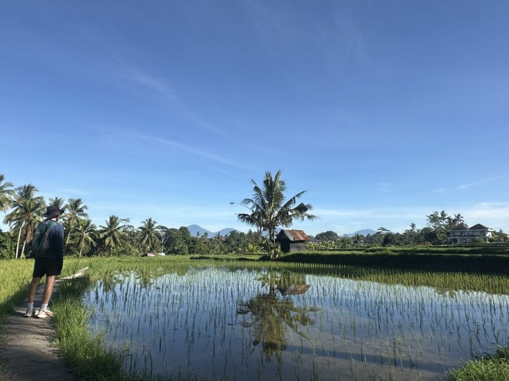 Man walking on path next to flooded, reflective rice field