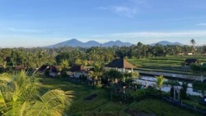 Villas among the rice fields