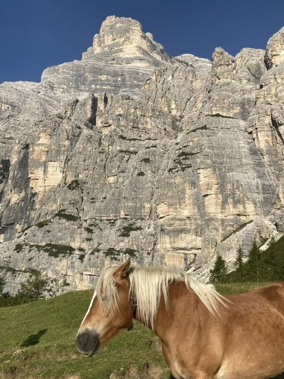 Horse in front of a tall mountain
