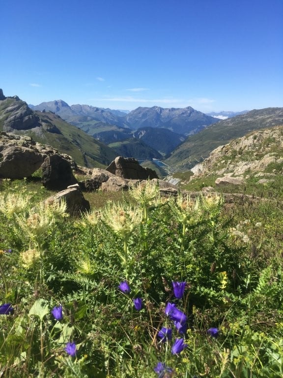 Purple flowers and deep green valley