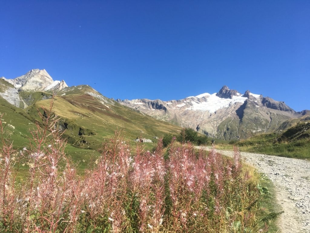Pink flowers, hiking trail and mountains