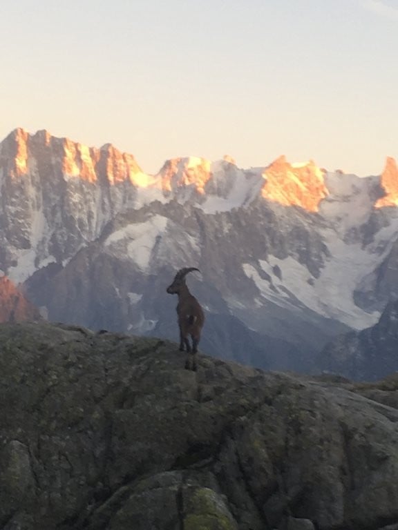 Mountain goat in the mountains