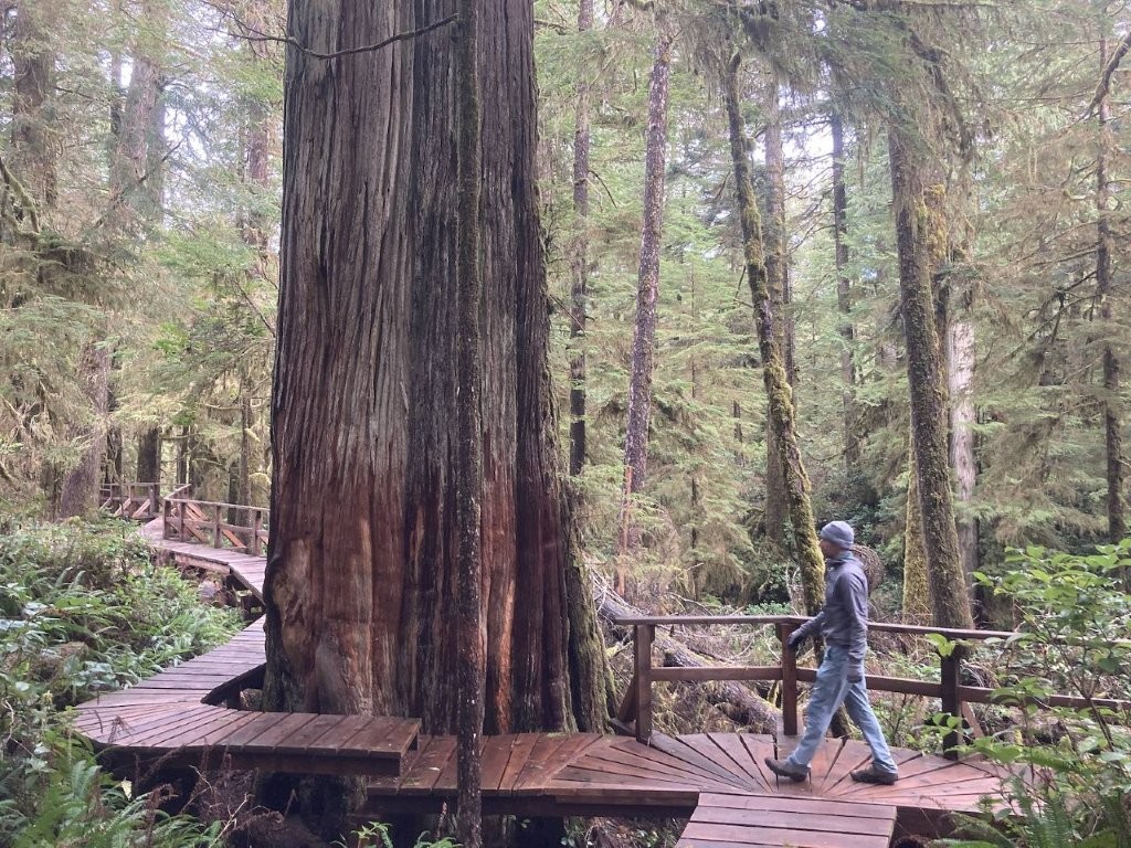 Man walking on a forest boardwalk