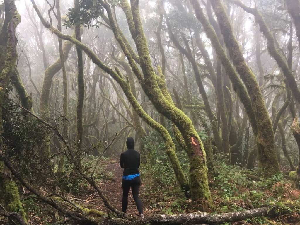 Woman hiking through mossy forest in the fog
