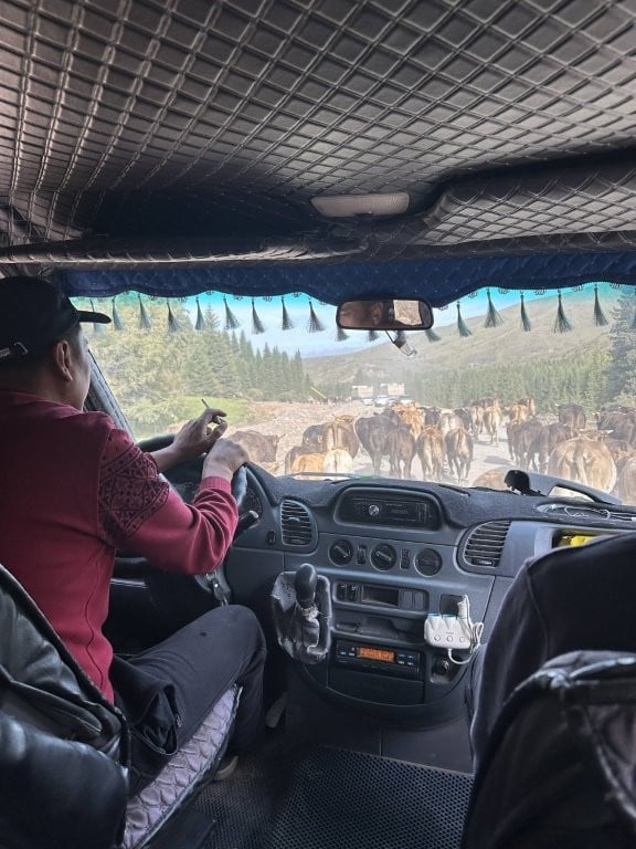 View from inside a truck of road covered in cattle