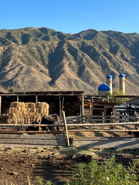 Horse and shelter and mosque minarets with hills behind