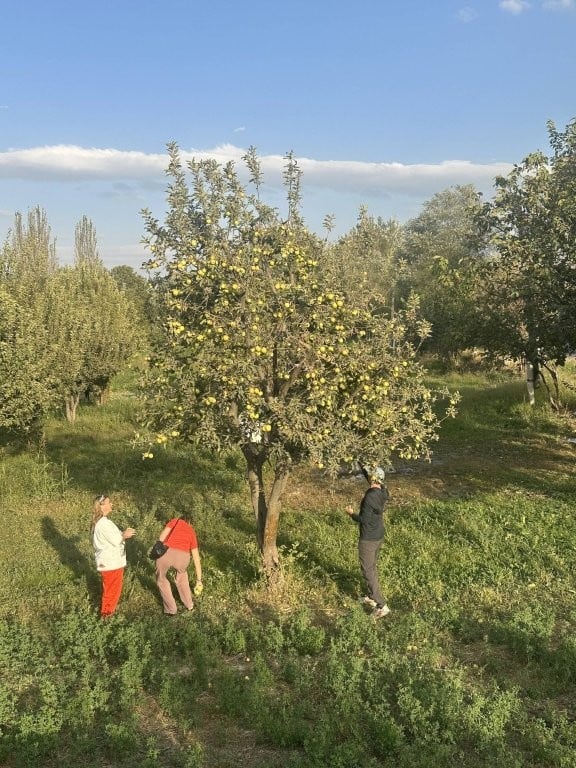 People picking apples in an orchard