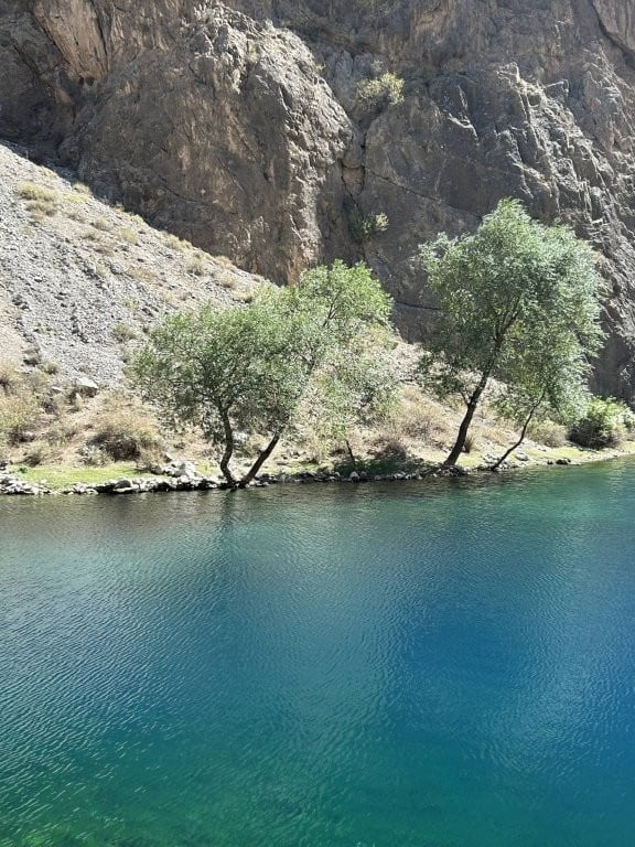 Two small trees growing out of the rocky lakeshore